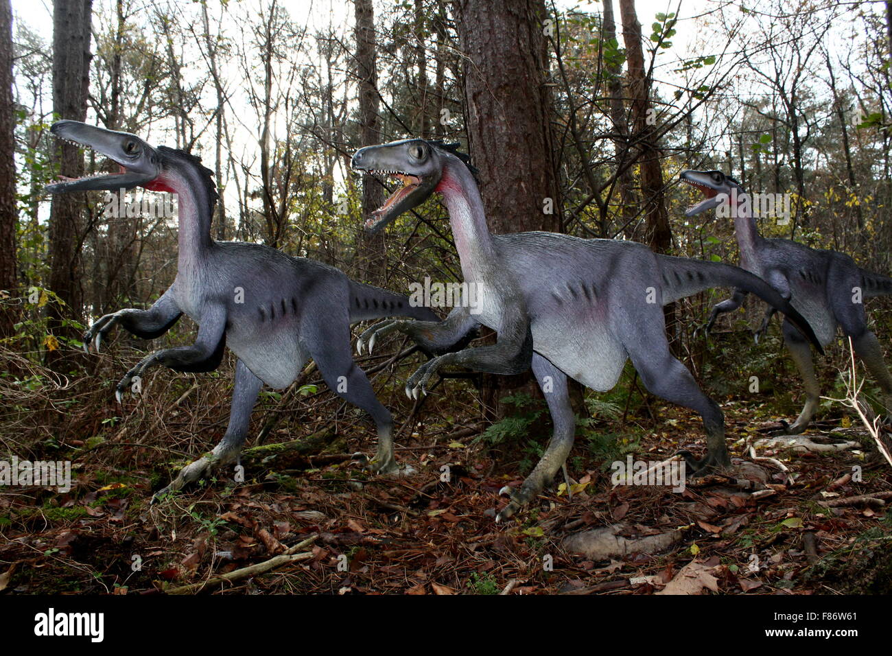 Hunting pack of Troodon dinosaurs, Cretaceous era Lifelike fullsize