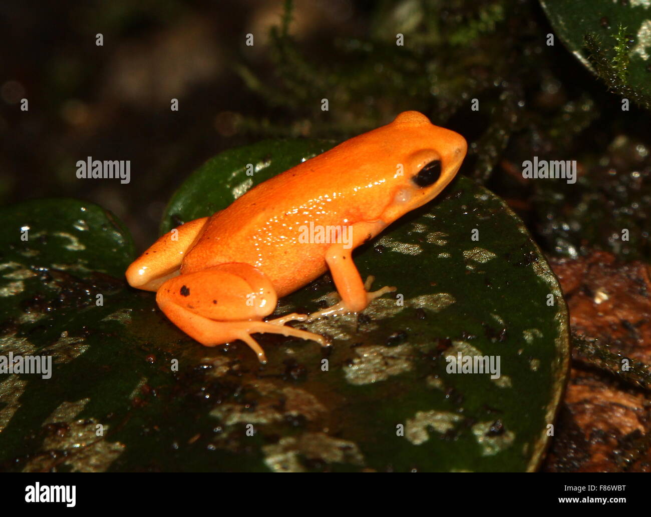 Endangered poisonous Madagascan Golden Mantella frog (Mantella aurantiaca) Stock Photo