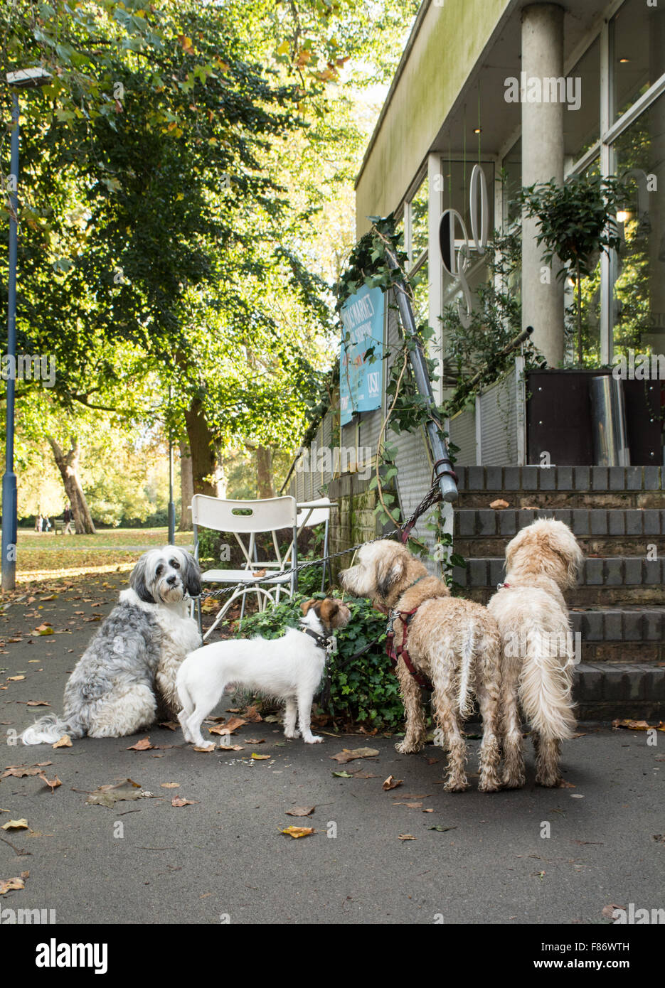 A pack of dogs waiting obediently outside a cafe in London, UK Stock Photo