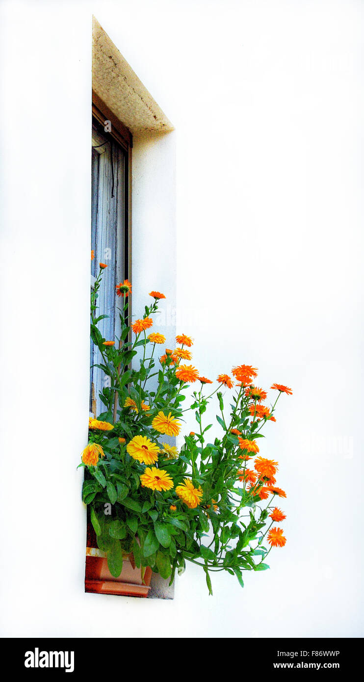Barga window with flowers Stock Photo - Alamy