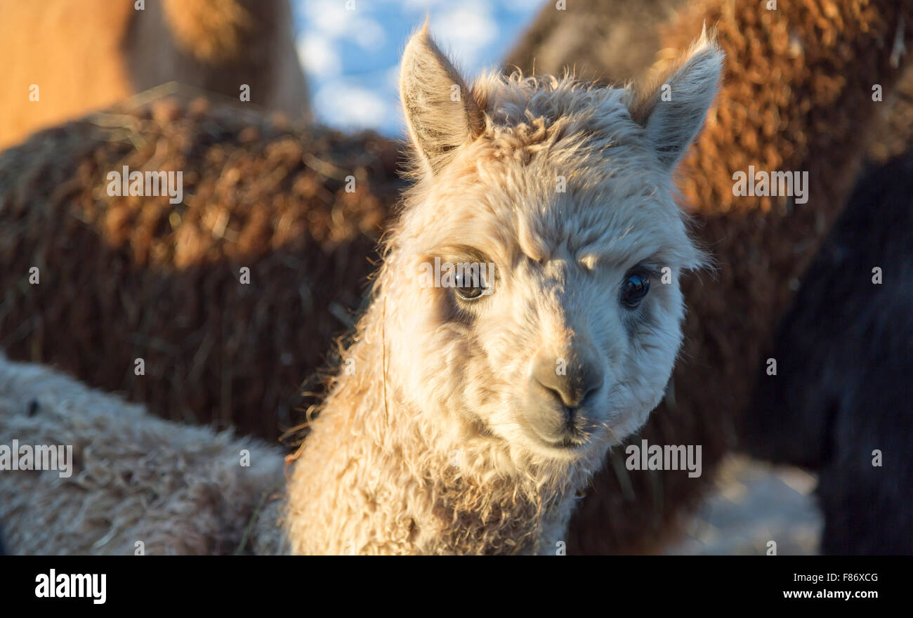 White Baby Alpaca Stock Photo