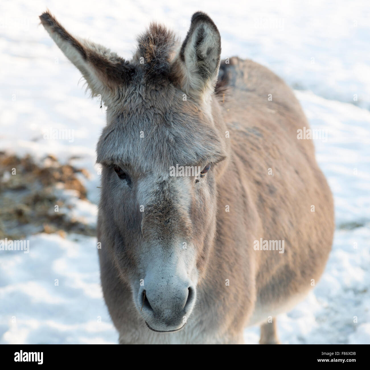 Donkey's Face in Winter Stock Photo
