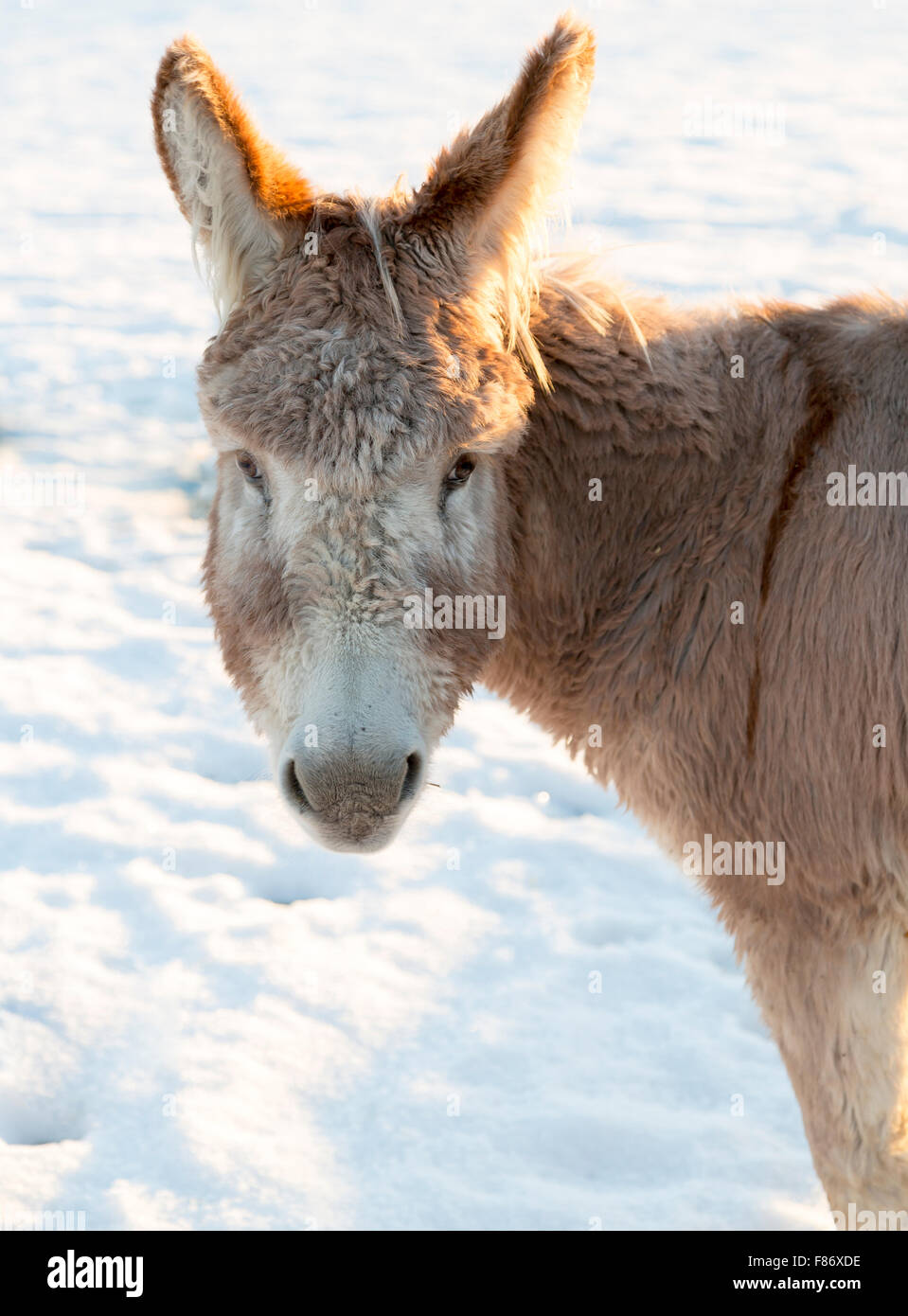 Donkey's Face in Winter Stock Photo