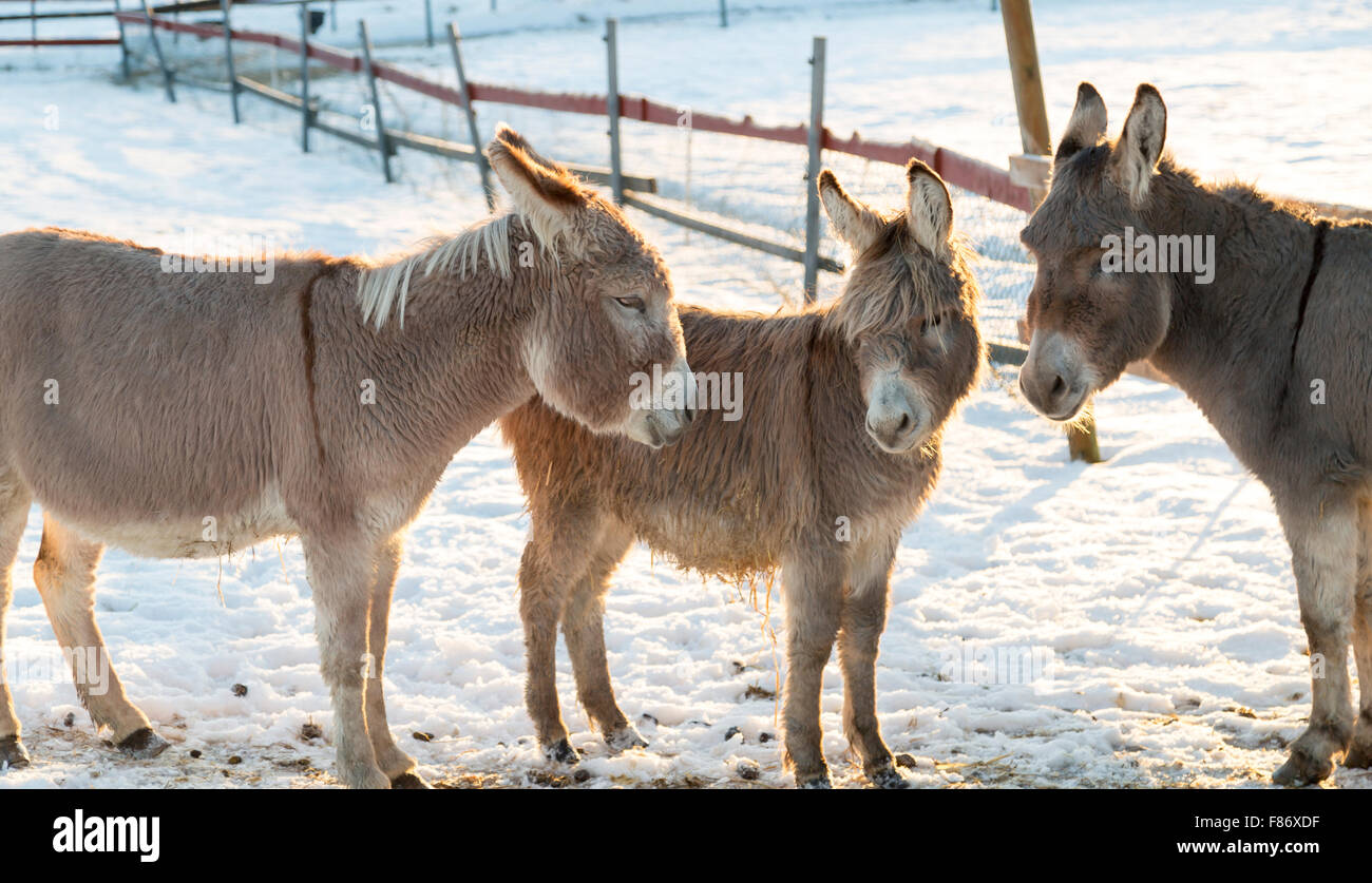 Three Donkeys in Winter Stock Photo