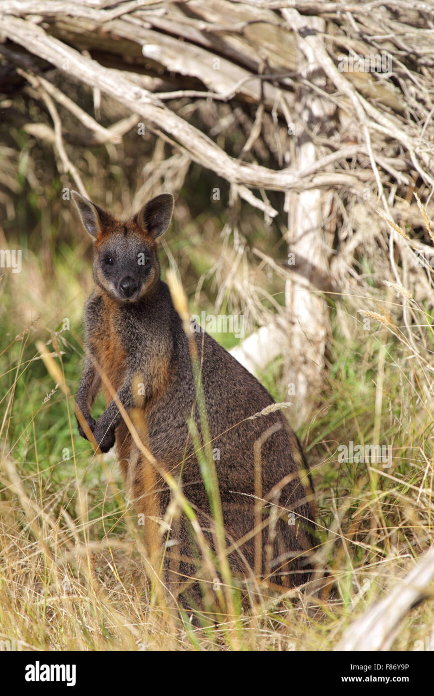 Swamp Wallaby (Wallabia bicolor) sitting in the bush on Phillip Island, Victoria, Australia. Stock Photo