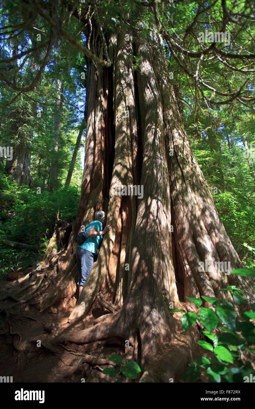 Giant trees in Cathedral Grove on the Pacific Rim highway on Vancouver