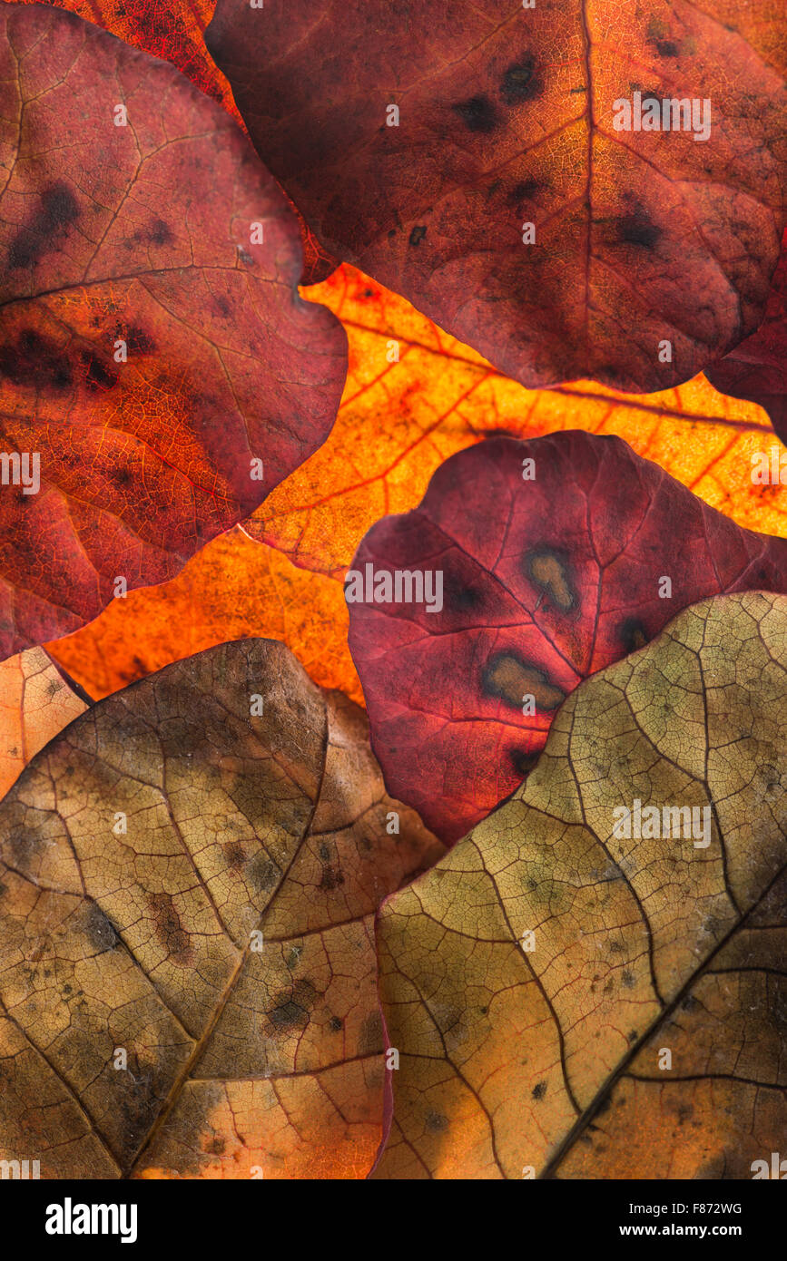 reds and oranges of leaves in the fall autumn before shed from tree vivid bright colors overlapping backlit Stock Photo