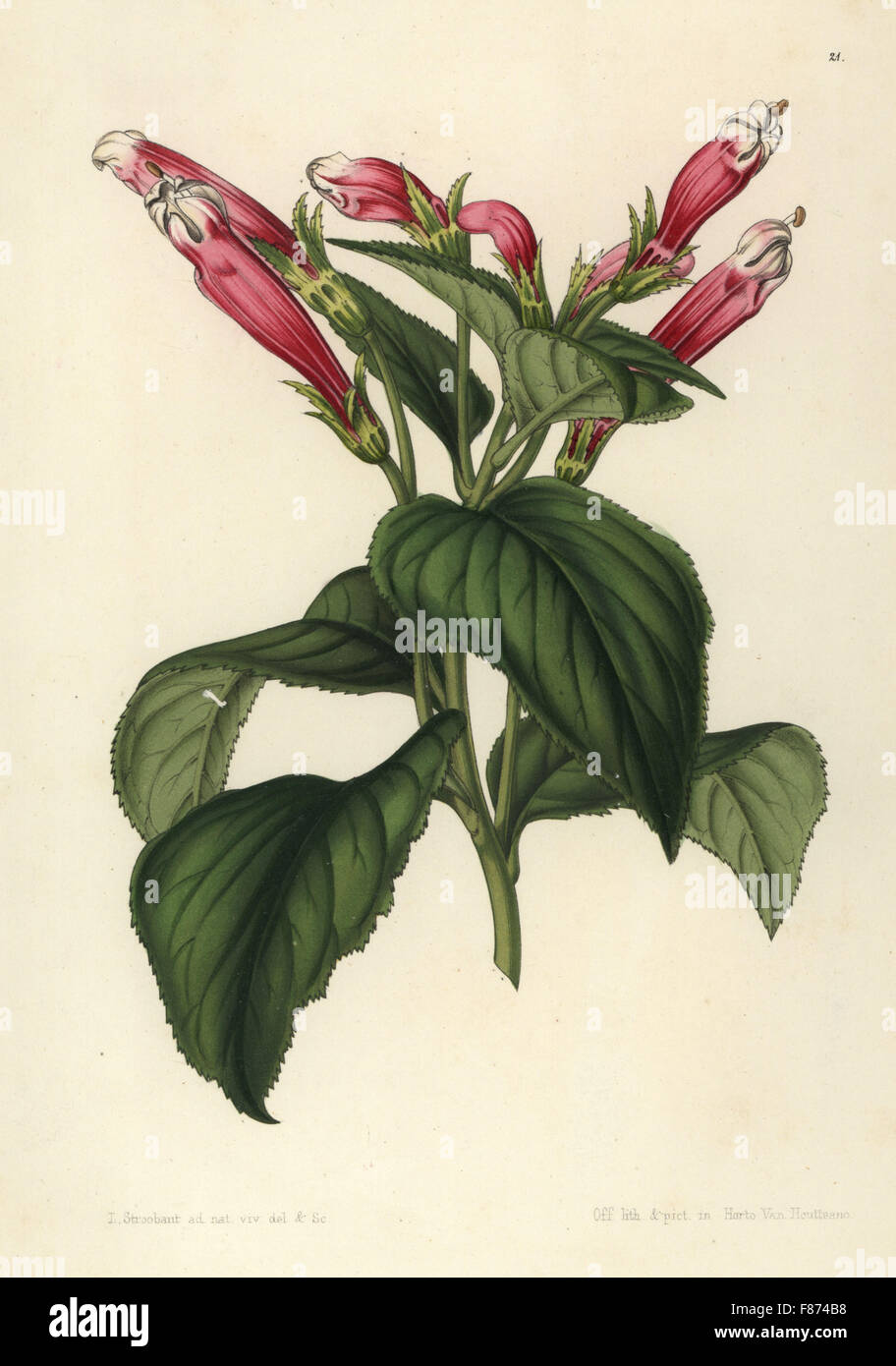 Centropogon coccineus (Siphocampylus coccineus var leucostoma). Handcoloured lithograph by Stroobant from Louis van Houtte and Charles Lemaire's Flowers of the Gardens and Hothouses of Europe, Flore des Serres et des Jardins de l'Europe, Ghent, Belgium, 1851. Stock Photo