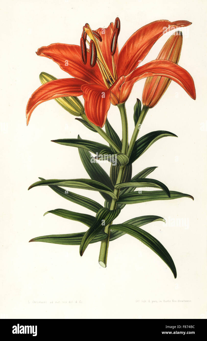 Sukashiyuri lily, Lilium maculatum (Lilium venustum). Handcoloured lithograph by L. Stroobant from Louis van Houtte and Charles Lemaire's Flowers of the Gardens and Hothouses of Europe, Flore des Serres et des Jardins de l'Europe, Ghent, Belgium, 1851. Stock Photo