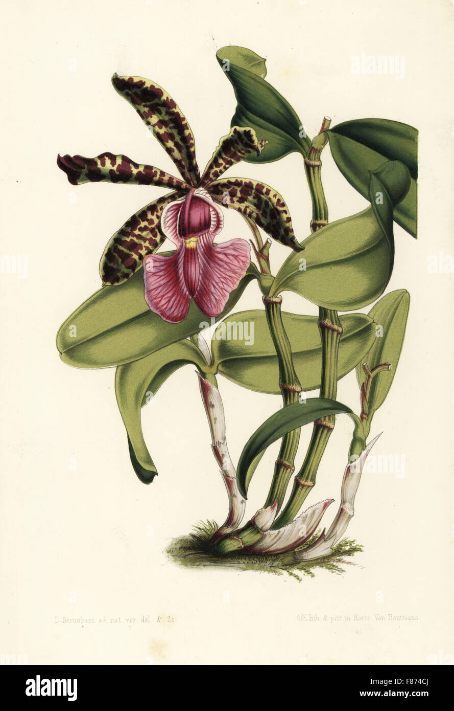 Lady Ackland's cattleya orchid, Cattleya aclandiae (Cattleya acklandiae). Handcoloured lithograph by L. Stroobant from Louis van Houtte and Charles Lemaire's Flowers of the Gardens and Hothouses of Europe, Flore des Serres et des Jardins de l'Europe, Ghent, Belgium, 1851. Stock Photo
