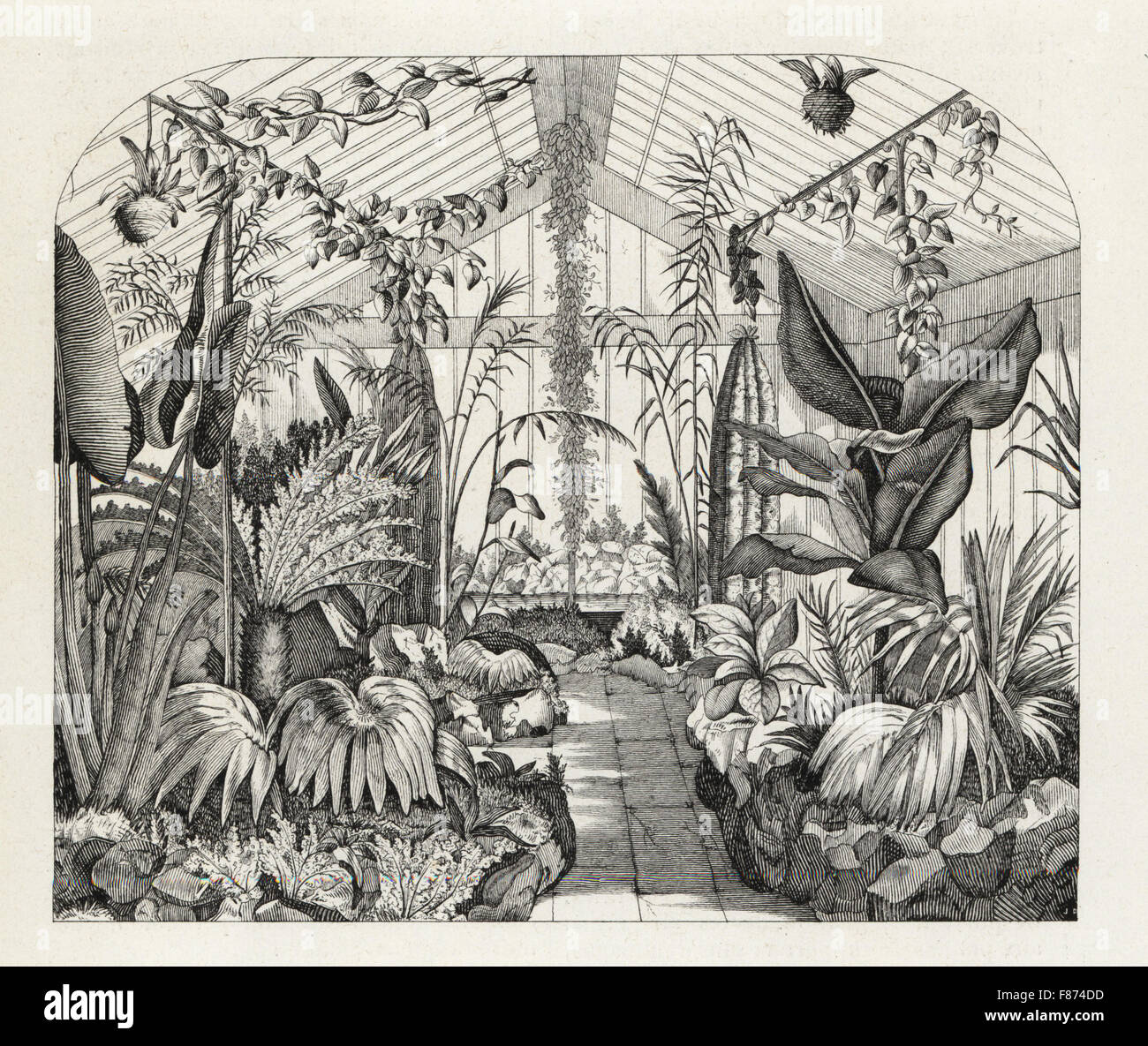 Interior of Nathaniel Ward's fern greenhouse, Clapham, London, 1851. Inventor of the Wardian Case. Woodblock engraving from Louis van Houtte and Charles Lemaire's Flowers of the Gardens and Hothouses of Europe, Flore des Serres et des Jardins de l'Europe, Ghent, Belgium, 1851. Stock Photo