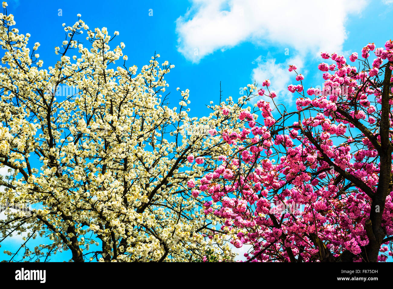 Bluehende Obstbaeume im fruehling; blossoms in spring Stock Photo Alamy