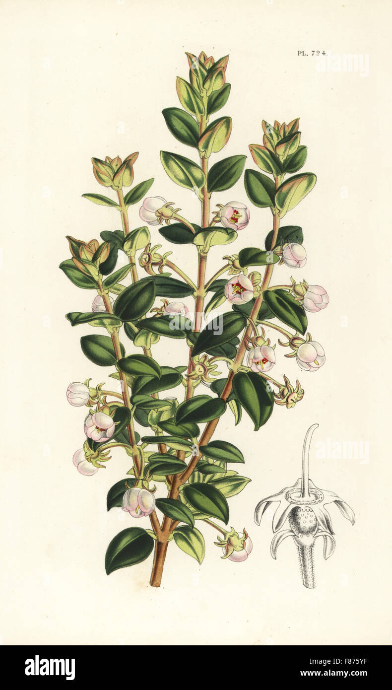 Chilean guava or strawberry myrtle, Ugni molinae (Eugenia ugni). Handcoloured lithograph from Louis van Houtte and Charles Lemaire's Flowers of the Gardens and Hothouses of Europe, Flore des Serres et des Jardins de l'Europe, Ghent, Belgium, 1851. Stock Photo