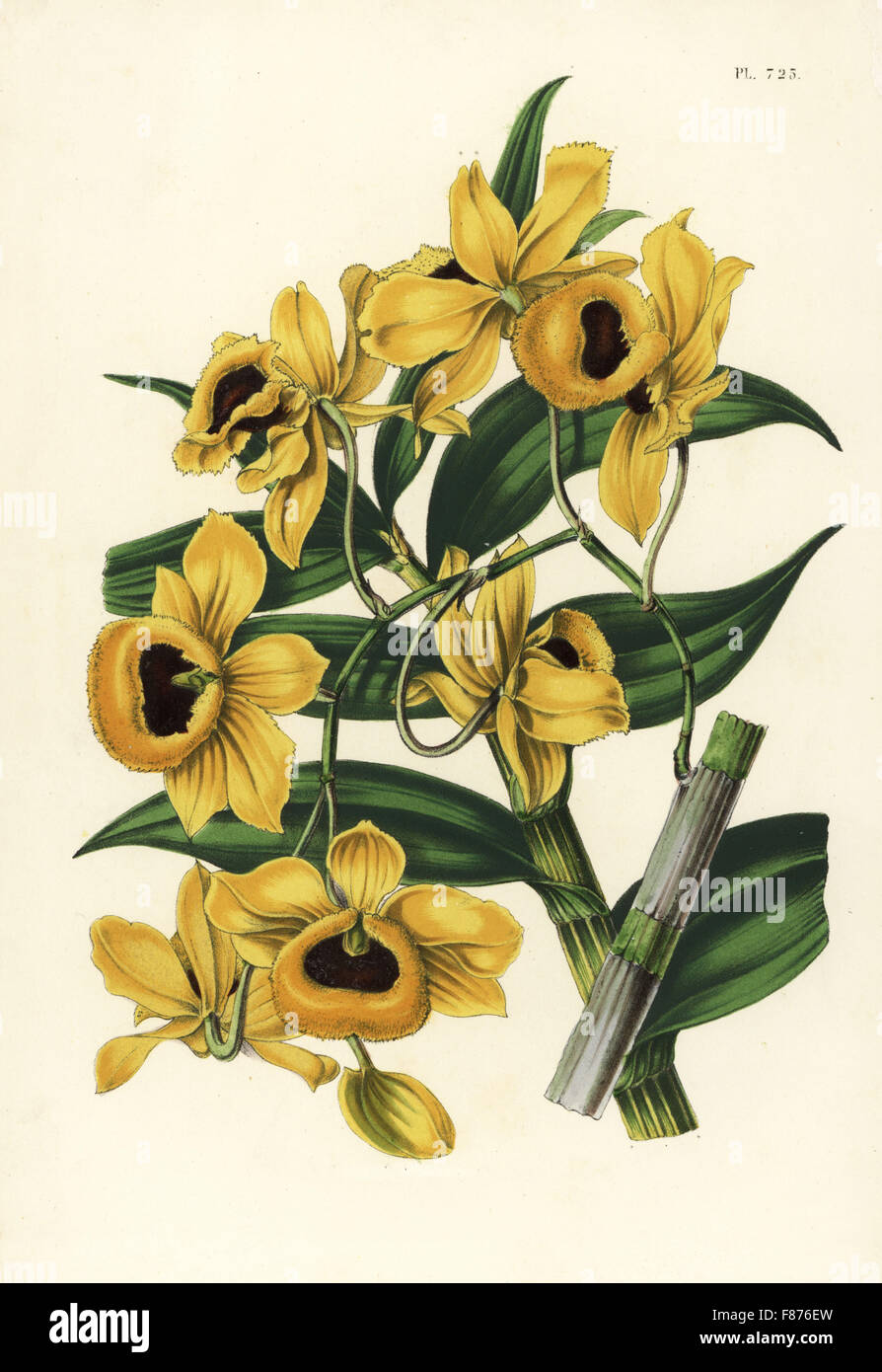 Golden yellow-flowered dendrobium orchid, Dendrobium chrysanthum (Dendrobium paxtonii). Handcoloured lithograph from Louis van Houtte and Charles Lemaire's Flowers of the Gardens and Hothouses of Europe, Flore des Serres et des Jardins de l'Europe, Ghent, Belgium, 1851. Stock Photo