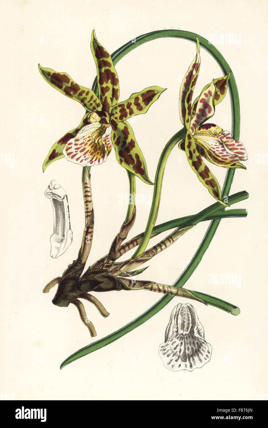 Hadwen's scuticaria orchid, Scuticaria hadwenii (Bifrenaria hadwenii). Handcoloured lithograph from Louis van Houtte and Charles Lemaire's Flowers of the Gardens and Hothouses of Europe, Flore des Serres et des Jardins de l'Europe, Ghent, Belgium, 1851. Stock Photo