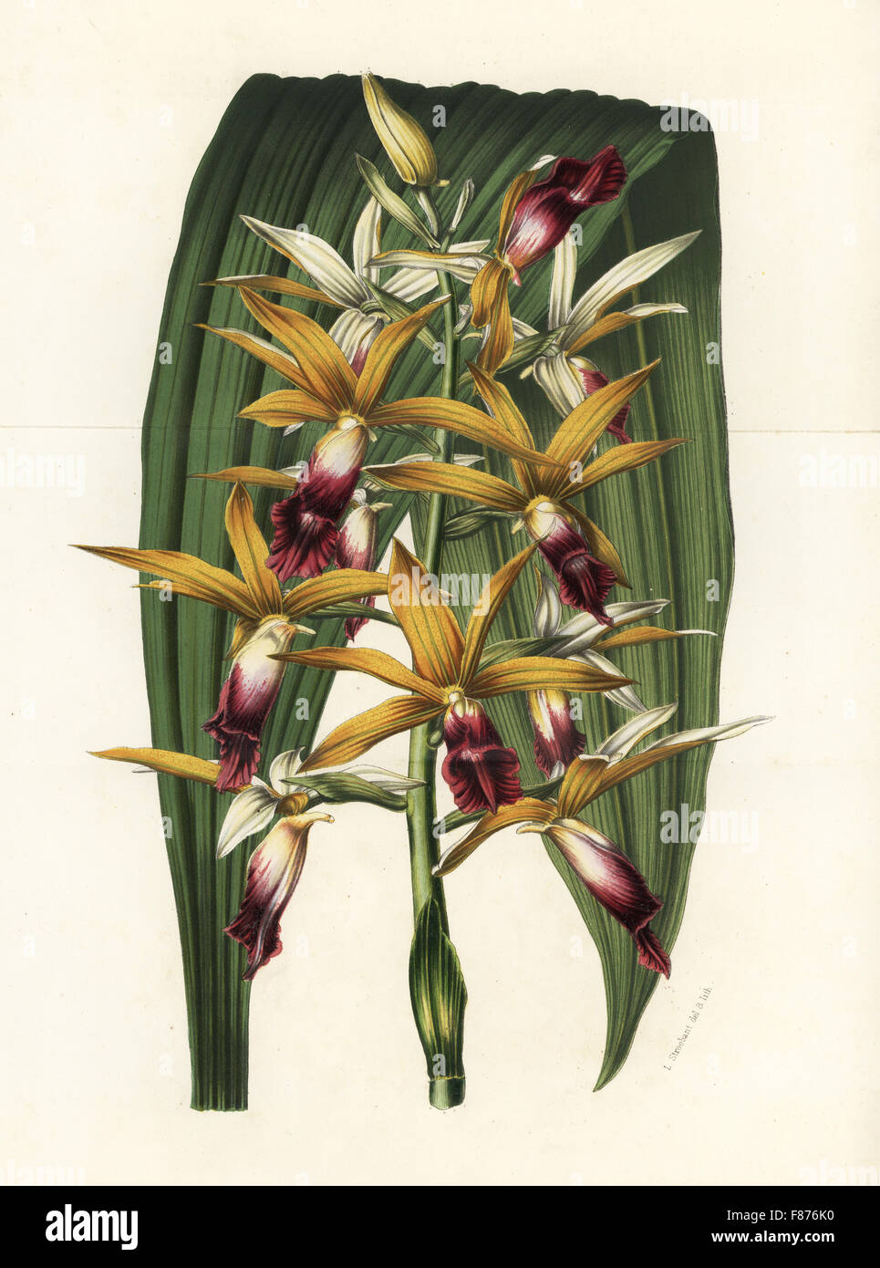 Greater swamp-orchid, Phaius tankervilleae (Phaius grandifolius). Endangered. Handcoloured lithograph from Louis van Houtte and Charles Lemaire's Flowers of the Gardens and Hothouses of Europe, Flore des Serres et des Jardins de l'Europe, Ghent, Belgium, 1851. Stock Photo