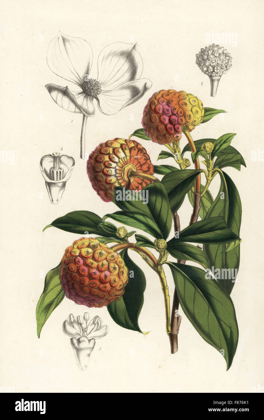 Bentham's cornel or Himalayan flowering dogwood, Cornus capitata (Benthamia fragifera). Handcoloured lithograph from Louis van Houtte and Charles Lemaire's Flowers of the Gardens and Hothouses of Europe, Flore des Serres et des Jardins de l'Europe, Ghent, Belgium, 1851. Stock Photo