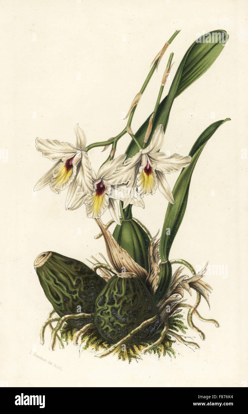 Laelia rubescens orchid. Native to Mexico and Central America. Handcoloured lithograph from Louis van Houtte and Charles Lemaire's Flowers of the Gardens and Hothouses of Europe, Flore des Serres et des Jardins de l'Europe, Ghent, Belgium, 1851. Stock Photo