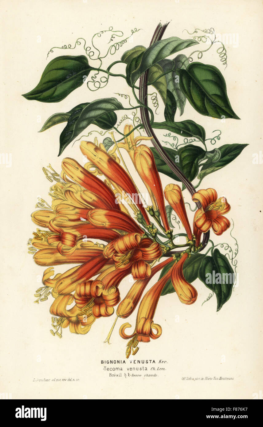 Orange trumpet flower, Pyrostegia venusta (Bignonia venusta). Handcoloured lithograph by L. Stroobant from Louis van Houtte and Charles Lemaire's Flowers of the Gardens and Hothouses of Europe, Flore des Serres et des Jardins de l'Europe, Ghent, Belgium, 1851. Stock Photo