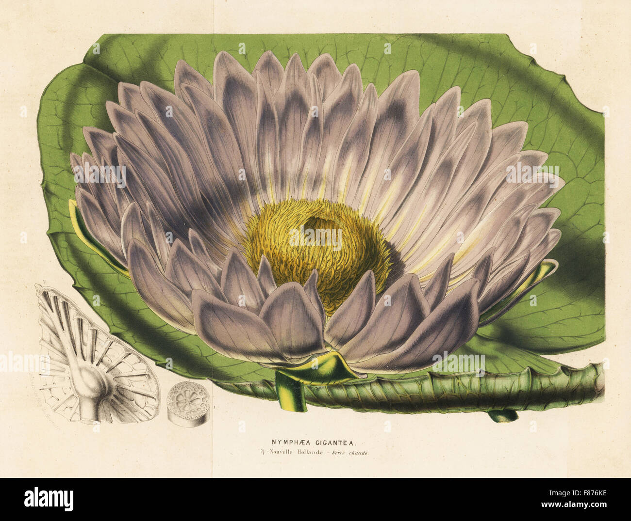 Gigantic water lily variety, Victoria amazonica (Nymphaea gigantea or Victoria fitzroyana). Handcoloured lithograph from Louis van Houtte and Charles Lemaire's Flowers of the Gardens and Hothouses of Europe, Flore des Serres et des Jardins de l'Europe, Ghent, Belgium, 1851. Stock Photo