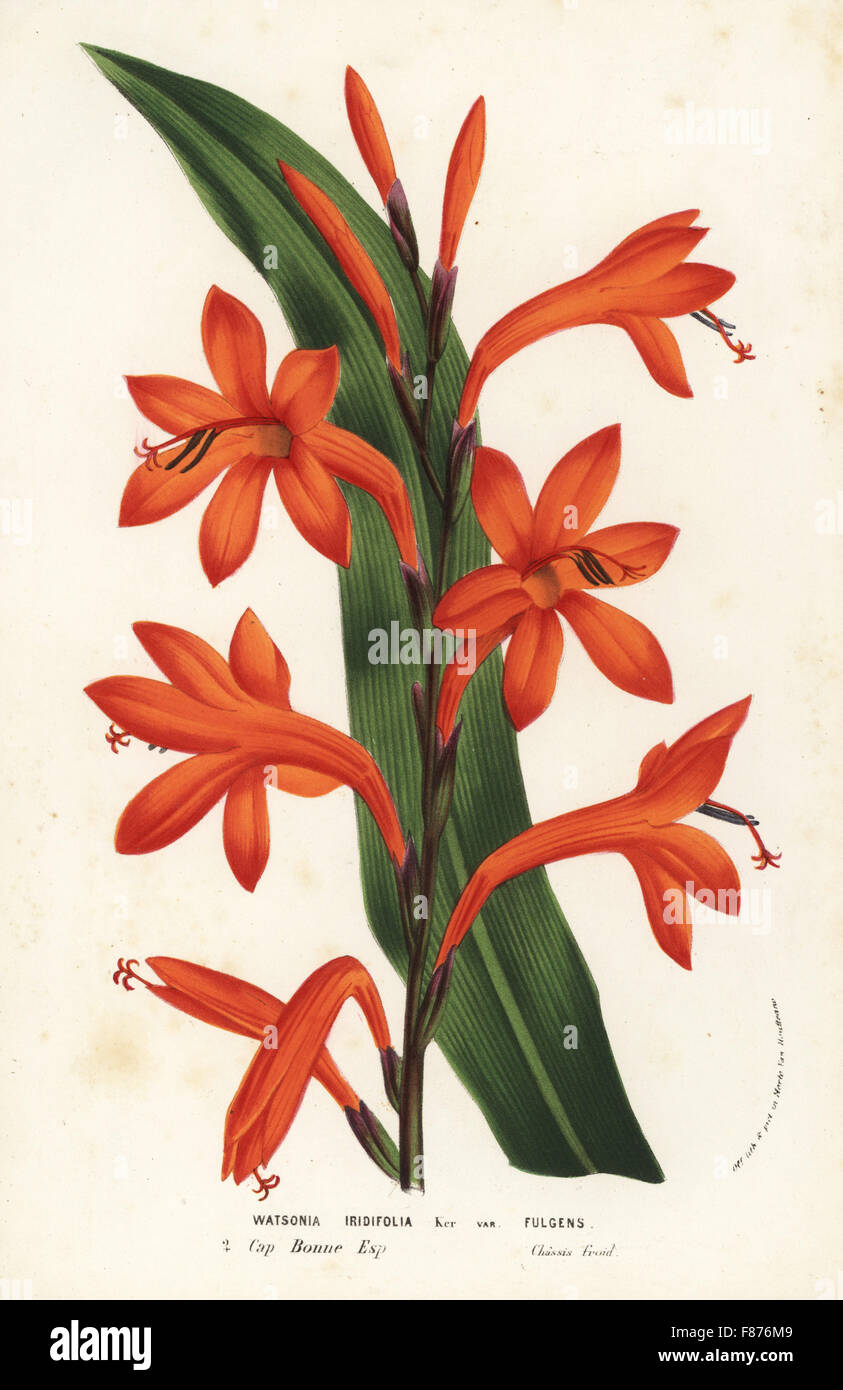 Bulbil bugle-lily, Watsonia meriana (Watsonia iridifolia). Cape of Good Hope, South Africa. Handcoloured lithograph from Louis van Houtte and Charles Lemaire's Flowers of the Gardens and Hothouses of Europe, Flore des Serres et des Jardins de l'Europe, Ghent, Belgium, 1856. Stock Photo