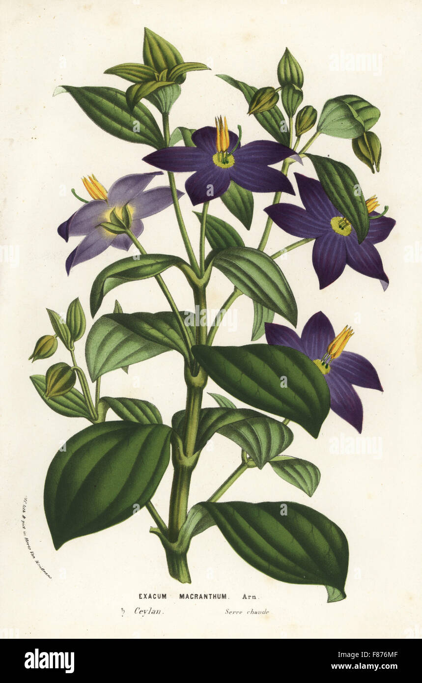 Persian violet, Exacum macranthum. Critically endangered. Handcoloured lithograph from Louis van Houtte and Charles Lemaire's Flowers of the Gardens and Hothouses of Europe, Flore des Serres et des Jardins de l'Europe, Ghent, Belgium, 1856. Stock Photo