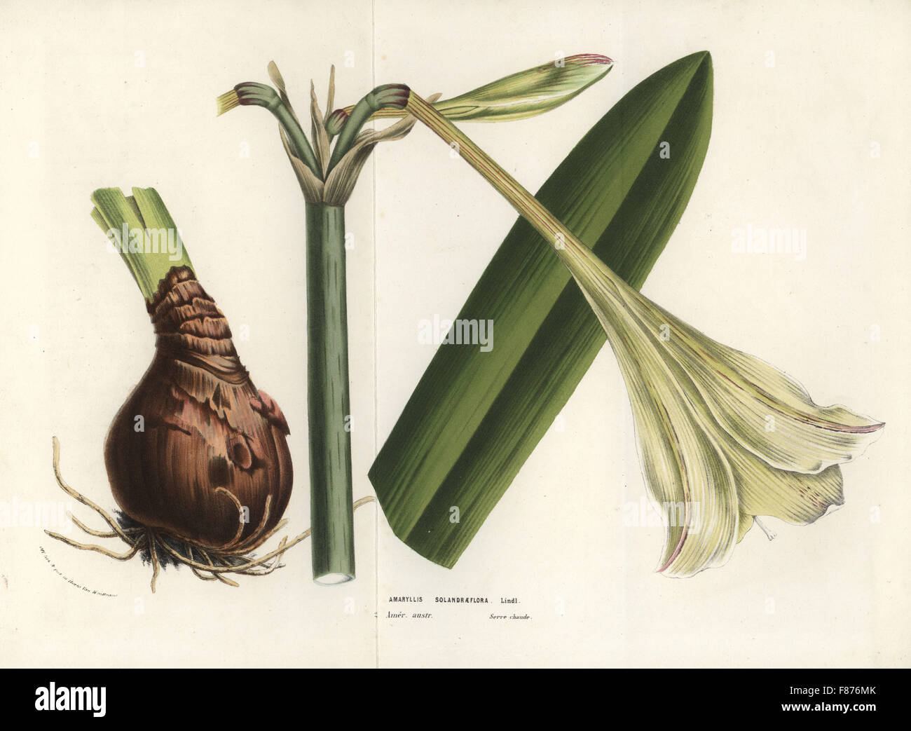 Hippeastrum elegans (Amaryllis solandraeflora). Handcoloured lithograph from Louis van Houtte and Charles Lemaire's Flowers of the Gardens and Hothouses of Europe, Flore des Serres et des Jardins de l'Europe, Ghent, Belgium, 1856. Stock Photo