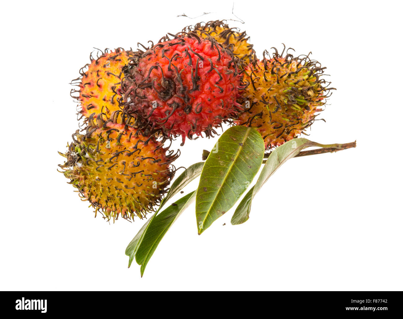 Rambutan leaves isolated on white hi-res stock photography and images ...