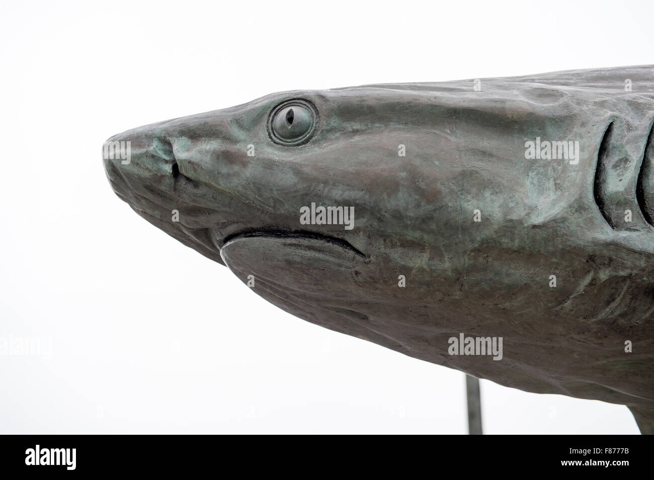 Scary shark hires stock photography and images Alamy