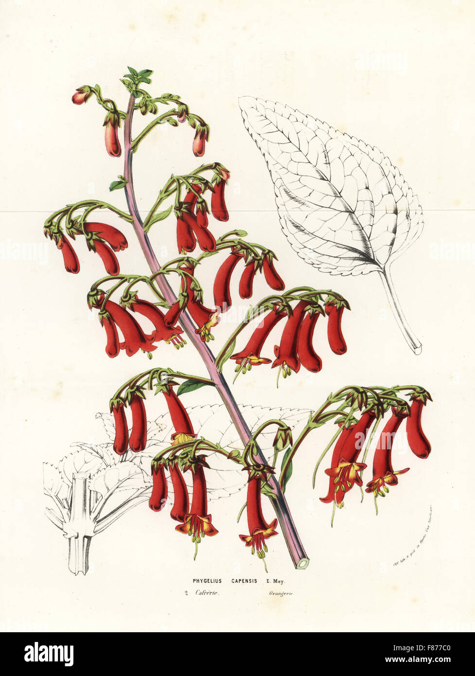 Cape figwort or cape fuchsia, Phygelius capensis. Handcoloured lithograph from Louis van Houtte and Charles Lemaire's Flowers of the Gardens and Hothouses of Europe, Flore des Serres et des Jardins de l'Europe, Ghent, Belgium, 1856. Stock Photo