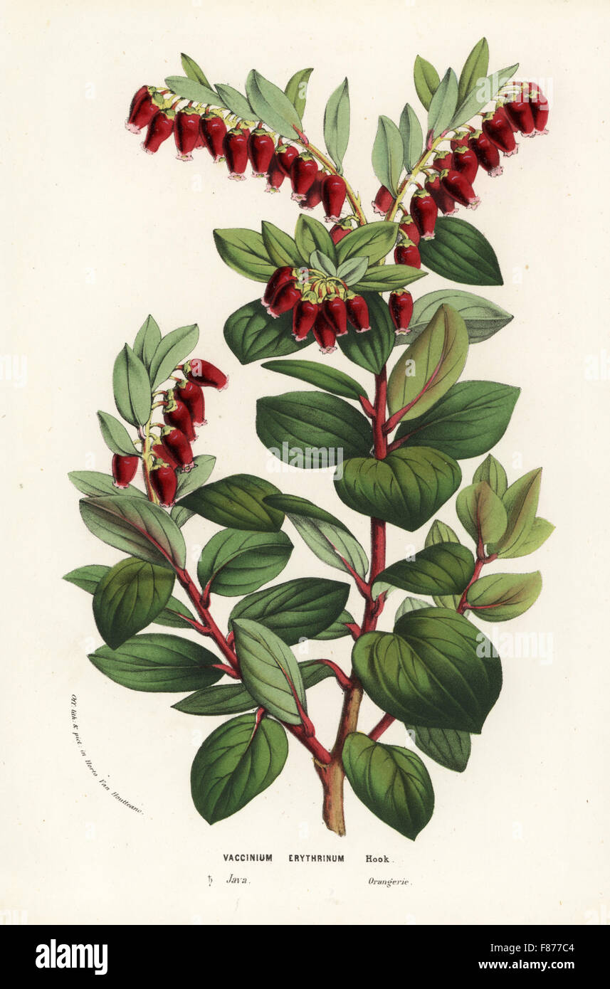 Java mountain lingonberry, Vaccinium erythrinum. Handcoloured lithograph from Louis van Houtte and Charles Lemaire's Flowers of the Gardens and Hothouses of Europe, Flore des Serres et des Jardins de l'Europe, Ghent, Belgium, 1856. Stock Photo