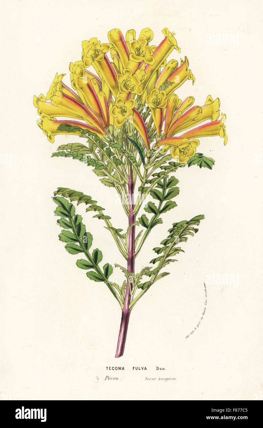 Trumpet vine, Tecoma fulva. Handcoloured lithograph from Louis van Houtte and Charles Lemaire's Flowers of the Gardens and Hothouses of Europe, Flore des Serres et des Jardins de l'Europe, Ghent, Belgium, 1856. Stock Photo
