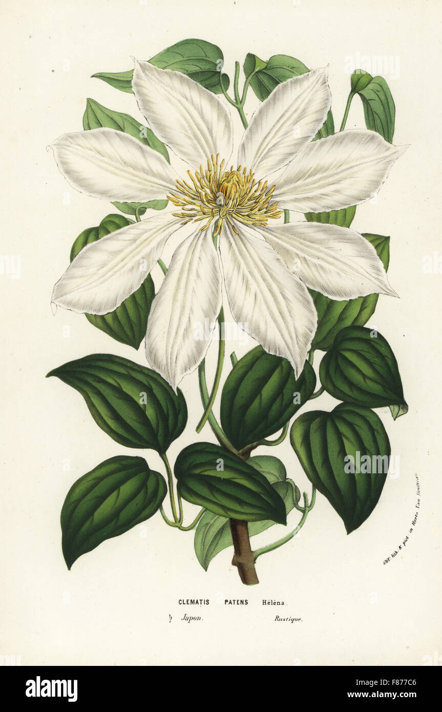 Japanese clematis or kazaguruma, Clematis patens. Handcoloured lithograph from Louis van Houtte and Charles Lemaire's Flowers of the Gardens and Hothouses of Europe, Flore des Serres et des Jardins de l'Europe, Ghent, Belgium, 1856. Stock Photo