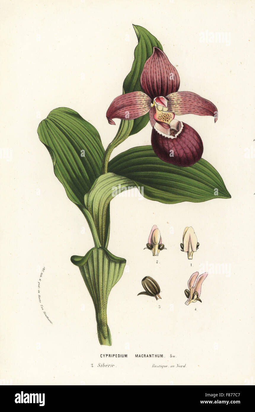Large-flowered cypripedium orchid, Cypripedium macranthos. Handcoloured lithograph from Louis van Houtte and Charles Lemaire's Flowers of the Gardens and Hothouses of Europe, Flore des Serres et des Jardins de l'Europe, Ghent, Belgium, 1856. Stock Photo
