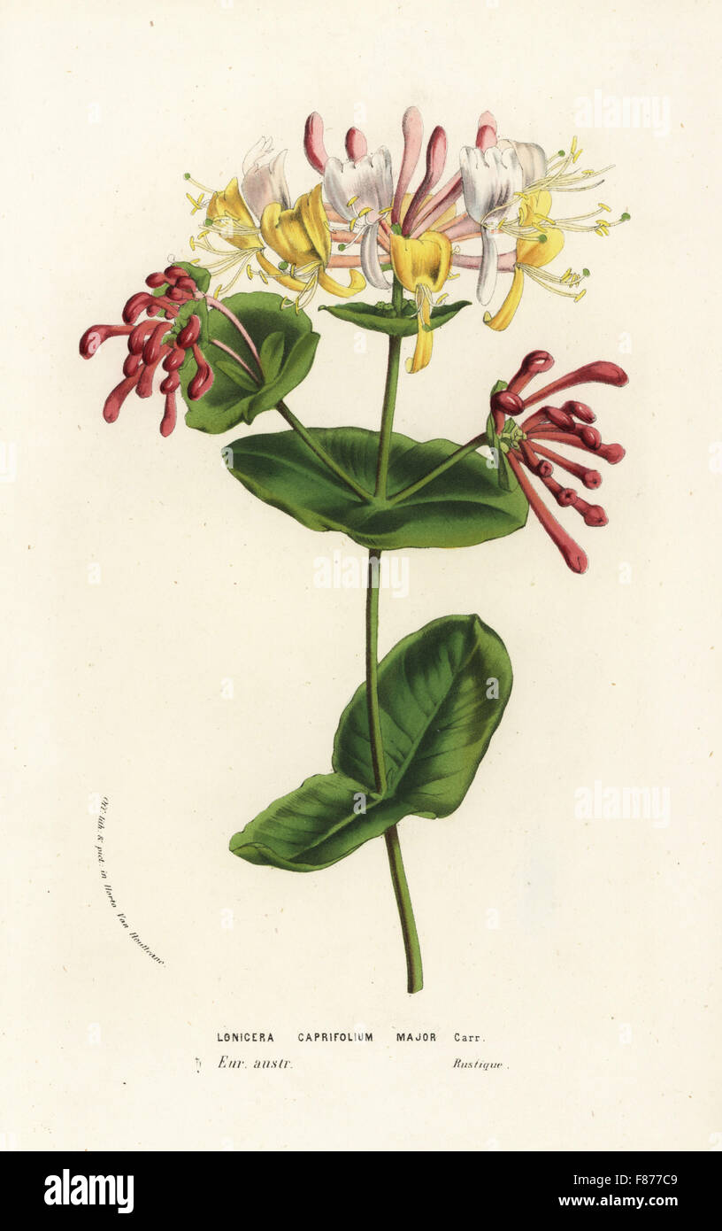 Goat-leaf honeysuckle or Italian honeysuckle, Lonicera caprifolium major. Handcoloured lithograph from Louis van Houtte and Charles Lemaire's Flowers of the Gardens and Hothouses of Europe, Flore des Serres et des Jardins de l'Europe, Ghent, Belgium, 1856. Stock Photo