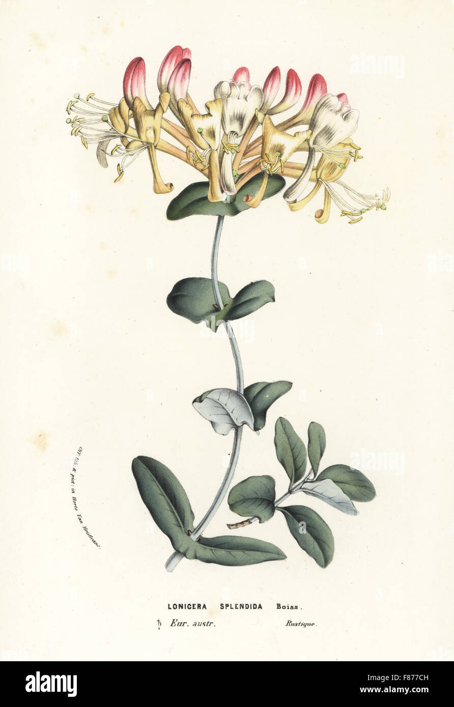 Evergreen honeysuckle, Lonicera splendida. Handcoloured lithograph from Louis van Houtte and Charles Lemaire's Flowers of the Gardens and Hothouses of Europe, Flore des Serres et des Jardins de l'Europe, Ghent, Belgium, 1856. Stock Photo