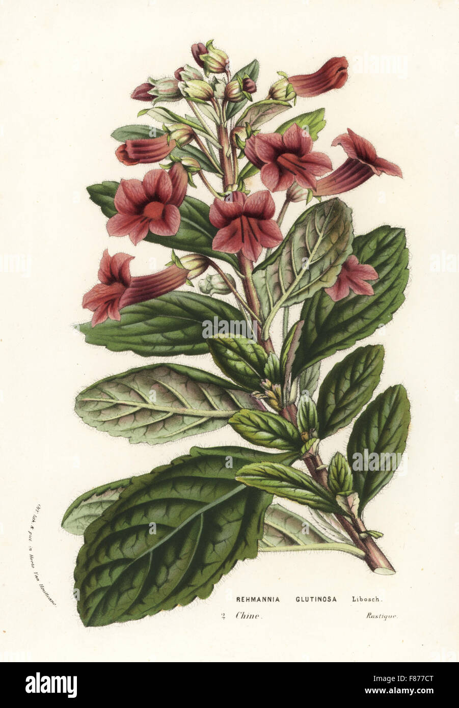 Di huang, Rehmannia glutinosa. Used in traditional Chinese herbal medicine. Handcoloured lithograph from Louis van Houtte and Charles Lemaire's Flowers of the Gardens and Hothouses of Europe, Flore des Serres et des Jardins de l'Europe, Ghent, Belgium, 1856. Stock Photo