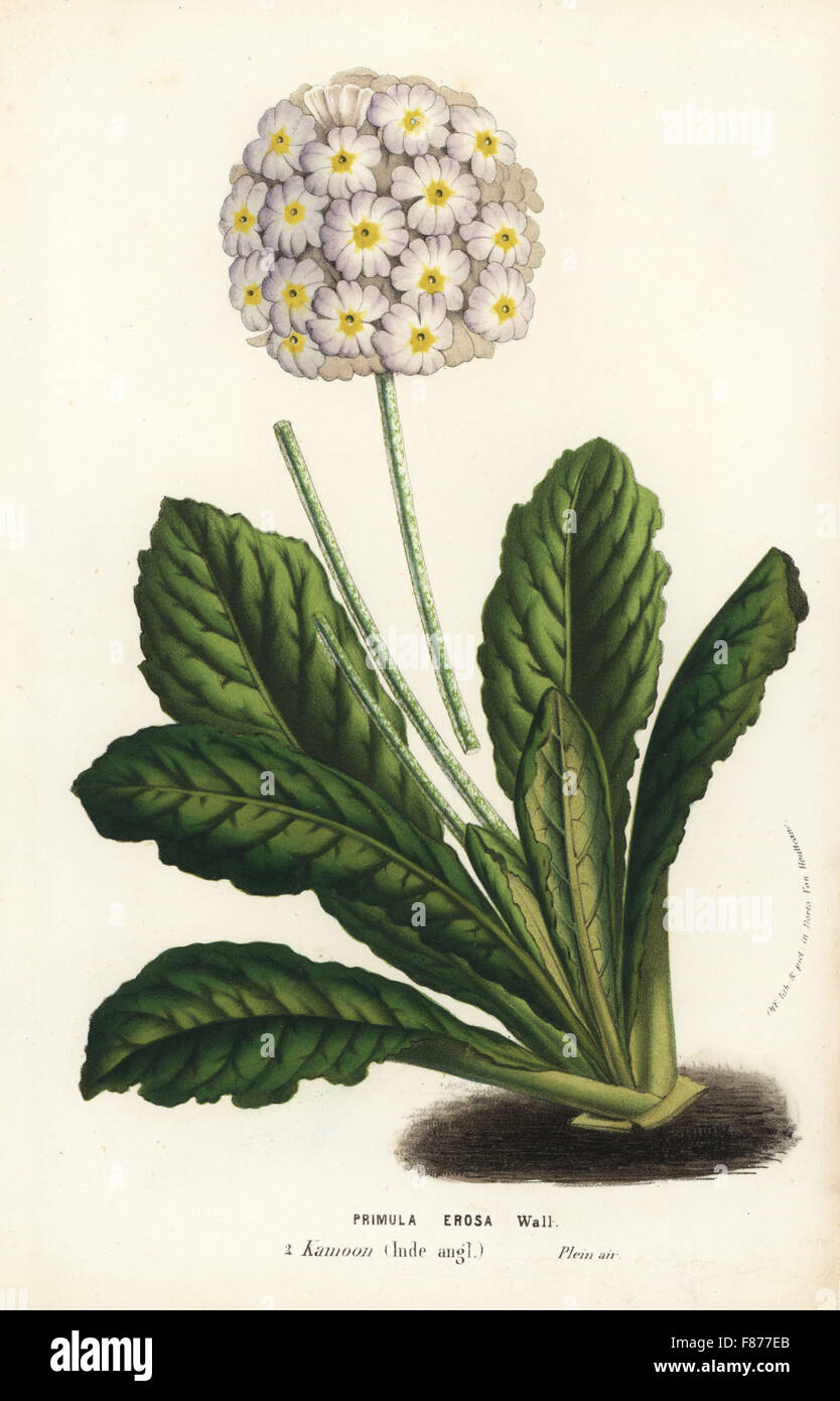 Primrose variety, Primula erosa. Handcoloured lithograph from Louis van Houtte and Charles Lemaire's Flowers of the Gardens and Hothouses of Europe, Flore des Serres et des Jardins de l'Europe, Ghent, Belgium, 1856. Stock Photo