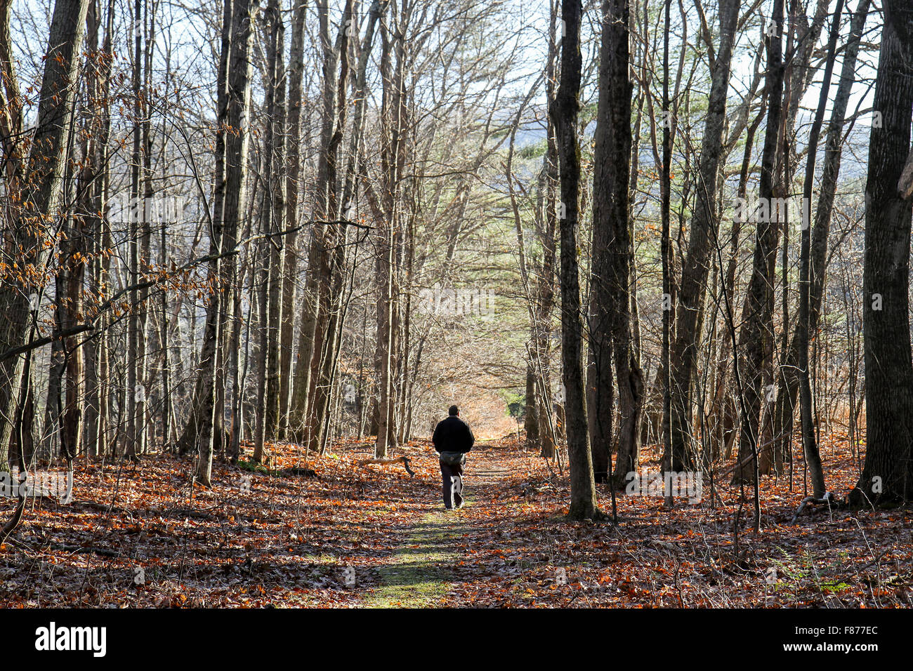 A man walks down a path within the Mohawk Trail State Forest Stock Photo