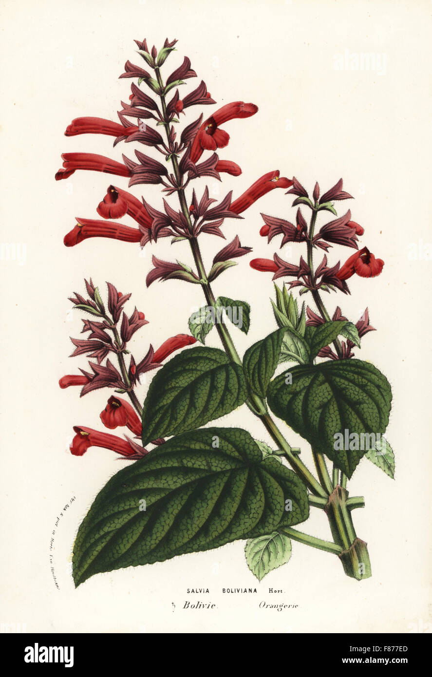 Bolivian sage, Salvia rubescens (Salvia boliviana). Handcoloured lithograph from Louis van Houtte and Charles Lemaire's Flowers of the Gardens and Hothouses of Europe, Flore des Serres et des Jardins de l'Europe, Ghent, Belgium, 1856. Stock Photo