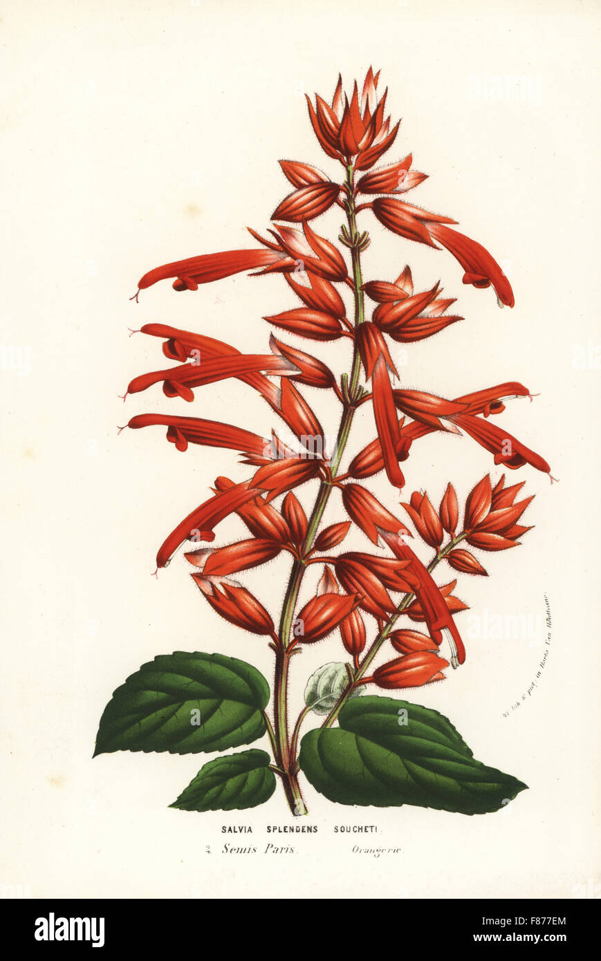 Scarlet sage cultivar, Salvia splendens souchetii. Handcoloured lithograph from Louis van Houtte and Charles Lemaire's Flowers of the Gardens and Hothouses of Europe, Flore des Serres et des Jardins de l'Europe, Ghent, Belgium, 1856. Stock Photo