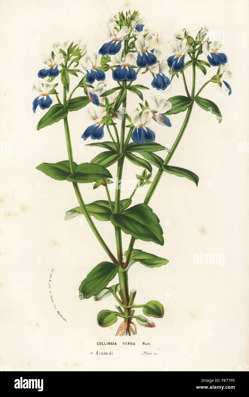 Blue-eyed mary, Collinsia verna. Handcoloured lithograph from Louis van Houtte and Charles Lemaire's Flowers of the Gardens and Hothouses of Europe, Flore des Serres et des Jardins de l'Europe, Ghent, Belgium, 1856. Stock Photo