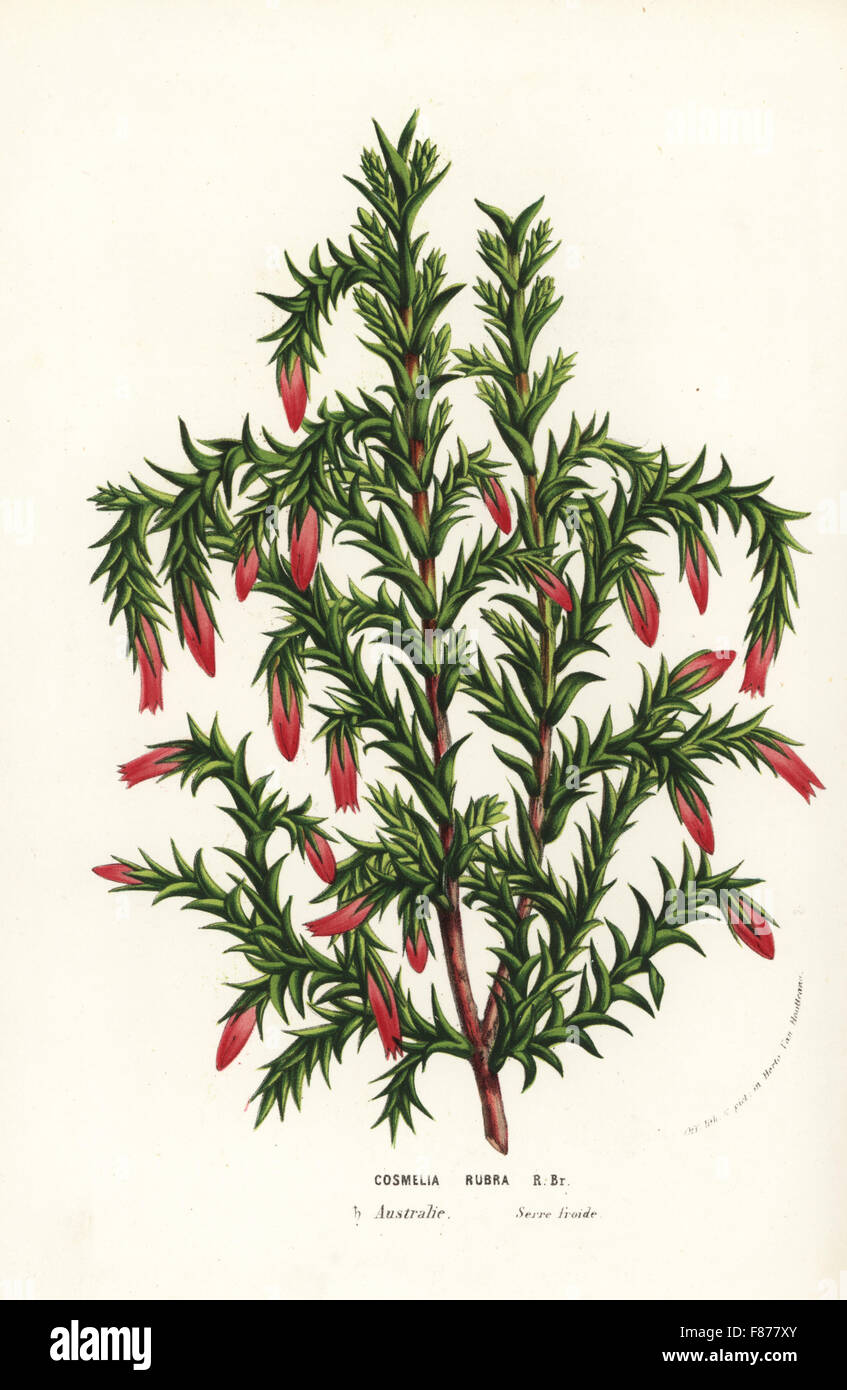 Spindle heath, Cosmelia rubra. Handcoloured lithograph from Louis van Houtte and Charles Lemaire's Flowers of the Gardens and Hothouses of Europe, Flore des Serres et des Jardins de l'Europe, Ghent, Belgium, 1856. Stock Photo
