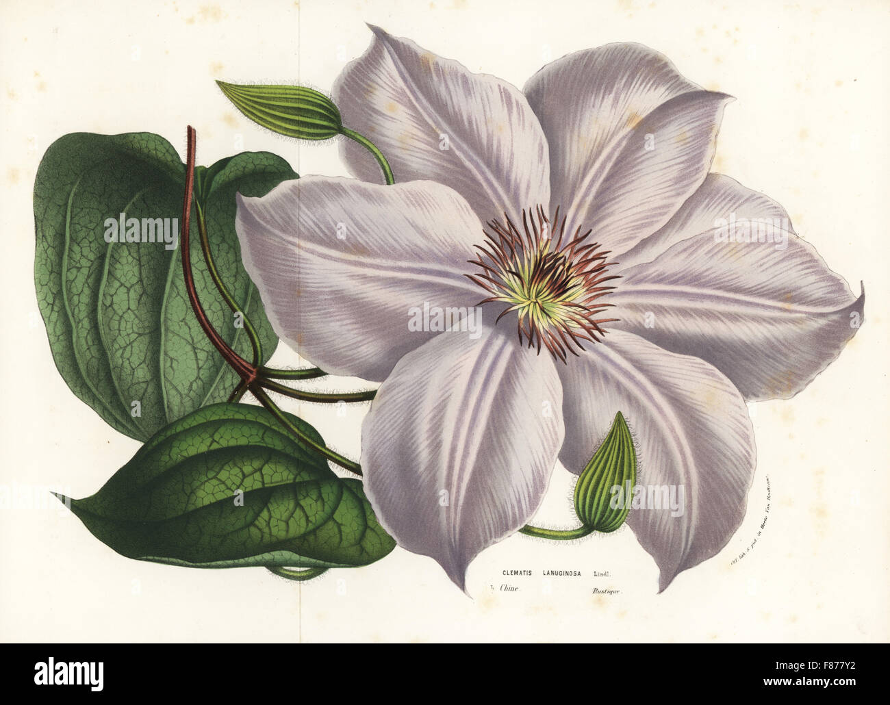 Clematis lanuginosa (China). Handcoloured lithograph from Louis van Houtte and Charles Lemaire's Flowers of the Gardens and Hothouses of Europe, Flore des Serres et des Jardins de l'Europe, Ghent, Belgium, 1856. Stock Photo