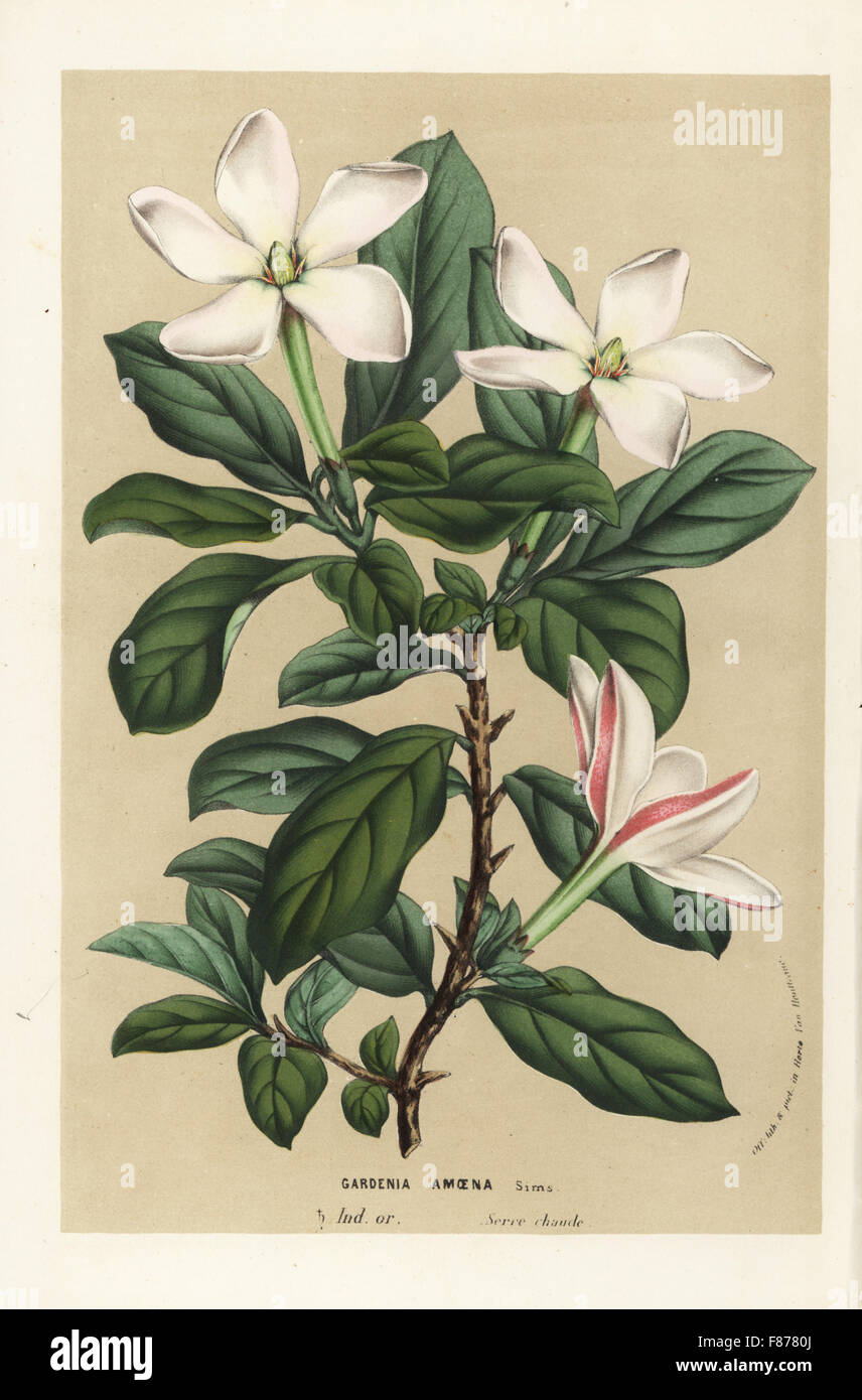 Thorny gardenia, Hyperacanthus amoenus (Gardenia amoena). Handcoloured lithograph from Louis van Houtte and Charles Lemaire's Flowers of the Gardens and Hothouses of Europe, Flore des Serres et des Jardins de l'Europe, Ghent, Belgium, 1857. Stock Photo