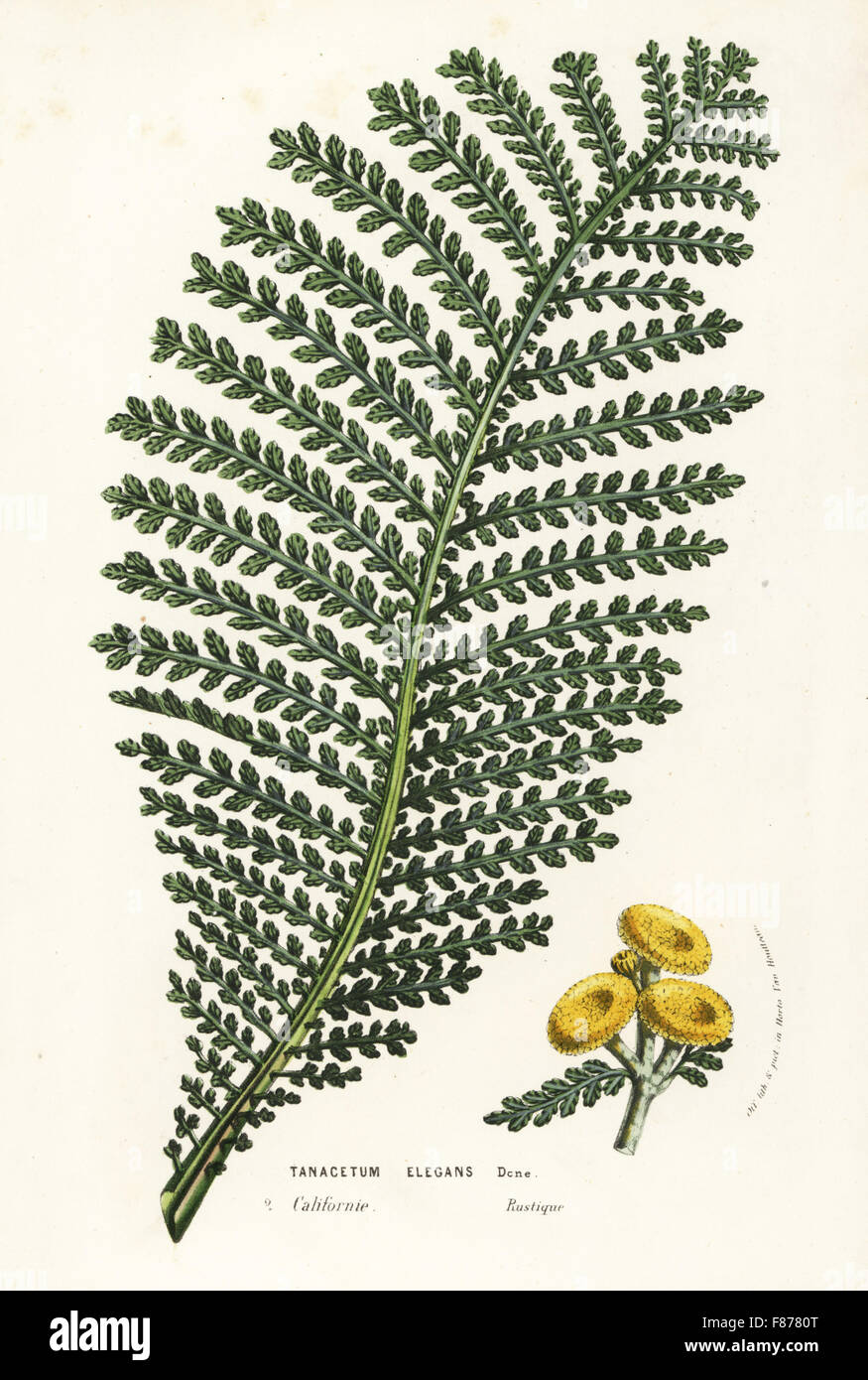 Elegant tansy, Tanacetum elegans. Handcoloured lithograph from Louis van Houtte and Charles Lemaire's Flowers of the Gardens and Hothouses of Europe, Flore des Serres et des Jardins de l'Europe, Ghent, Belgium, 1857. Stock Photo
