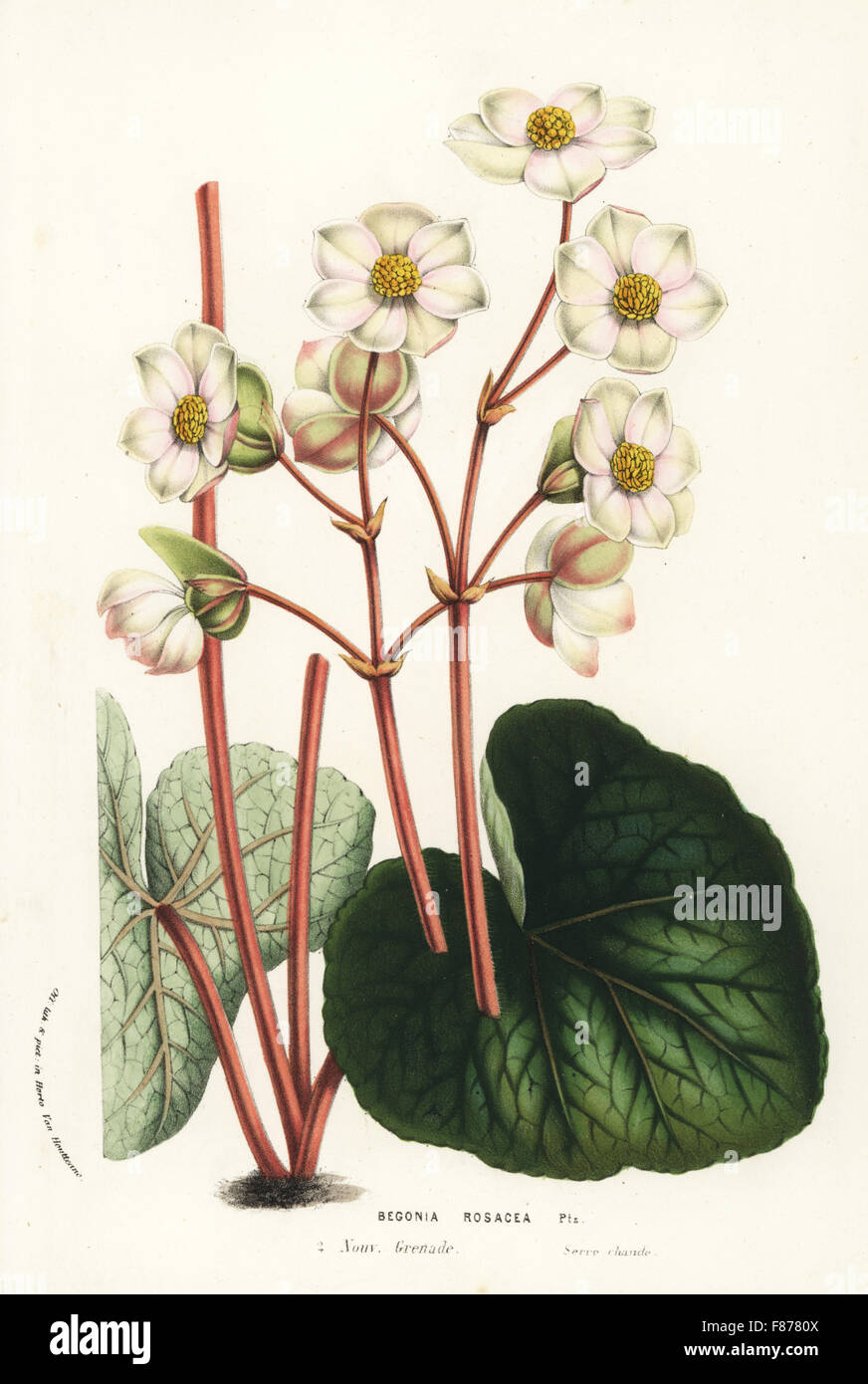 Pink begonia, Begonia rosacea. Handcoloured lithograph from Louis van Houtte and Charles Lemaire's Flowers of the Gardens and Hothouses of Europe, Flore des Serres et des Jardins de l'Europe, Ghent, Belgium, 1857. Stock Photo