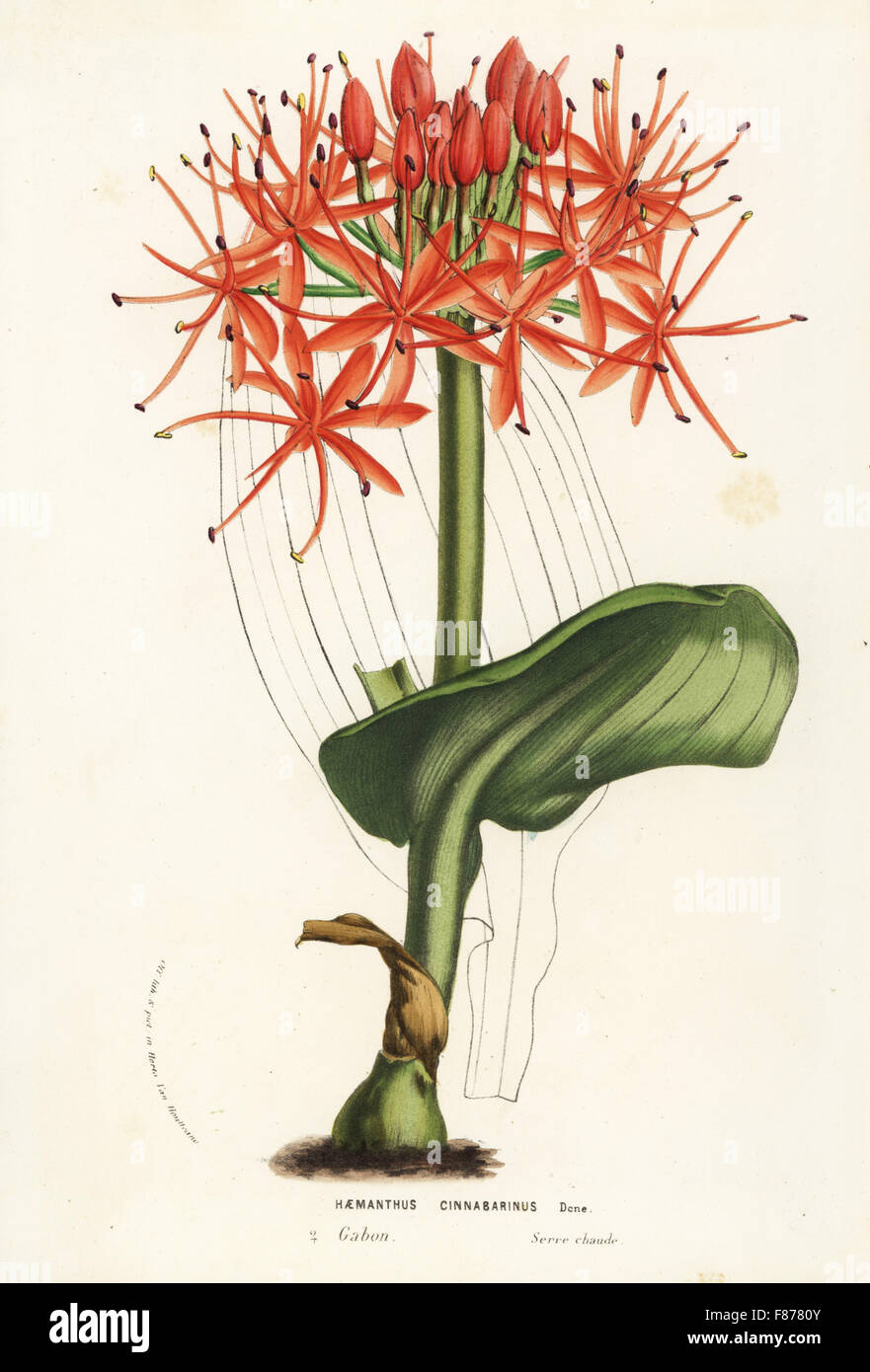 Scadoxus cinnabarinus from Gabon, Africa (Haemanthus cinnabarinus). Handcoloured lithograph from Louis van Houtte and Charles Lemaire's Flowers of the Gardens and Hothouses of Europe, Flore des Serres et des Jardins de l'Europe, Ghent, Belgium, 1857. Stock Photo