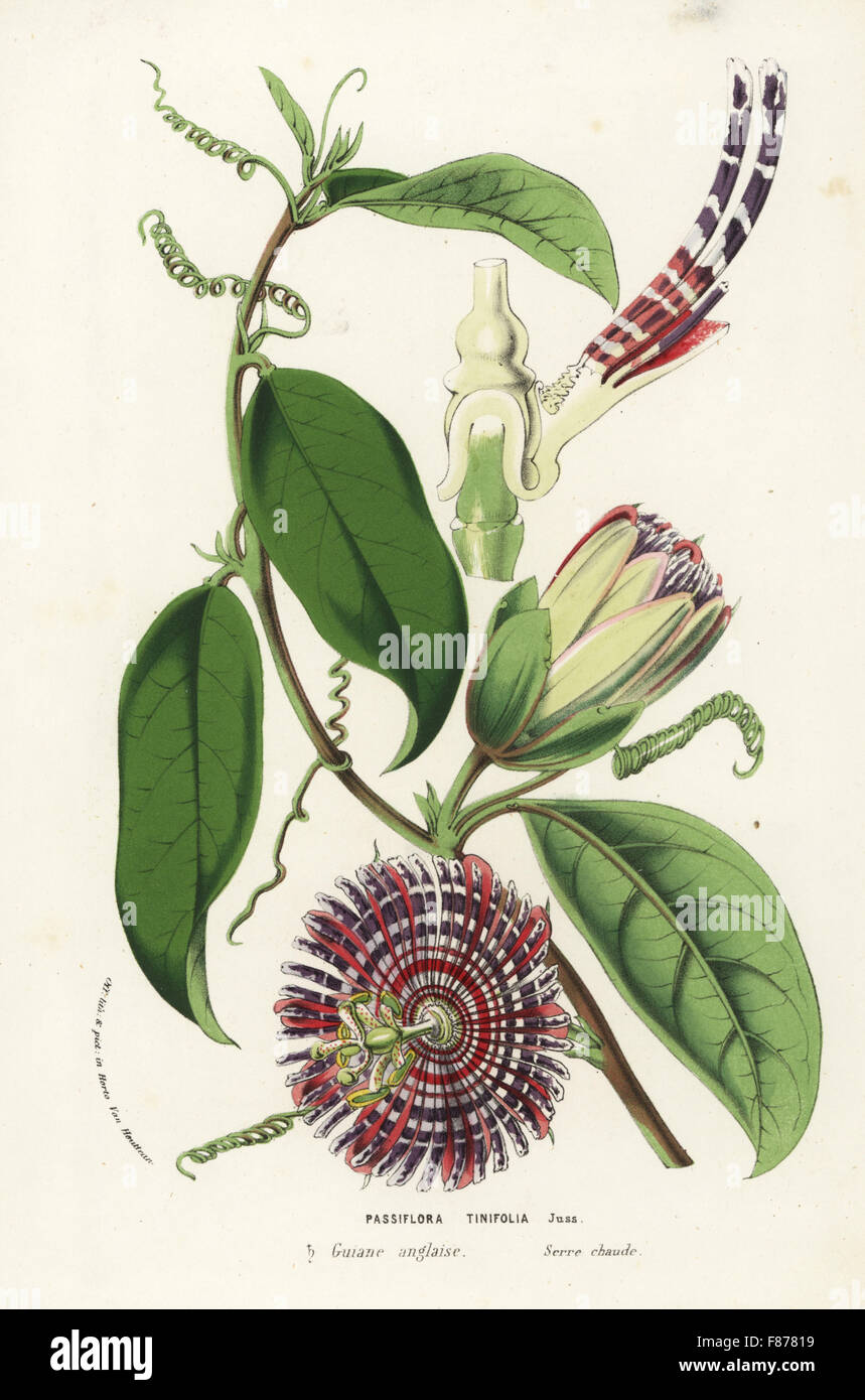 Water lemon, Jamaican honeysuckle and orange lilikoi, Passiflora laurifolia (Passiflora tinifolia). Handcoloured lithograph from Louis van Houtte and Charles Lemaire's Flowers of the Gardens and Hothouses of Europe, Flore des Serres et des Jardins de l'Europe, Ghent, Belgium, 1857. Stock Photo