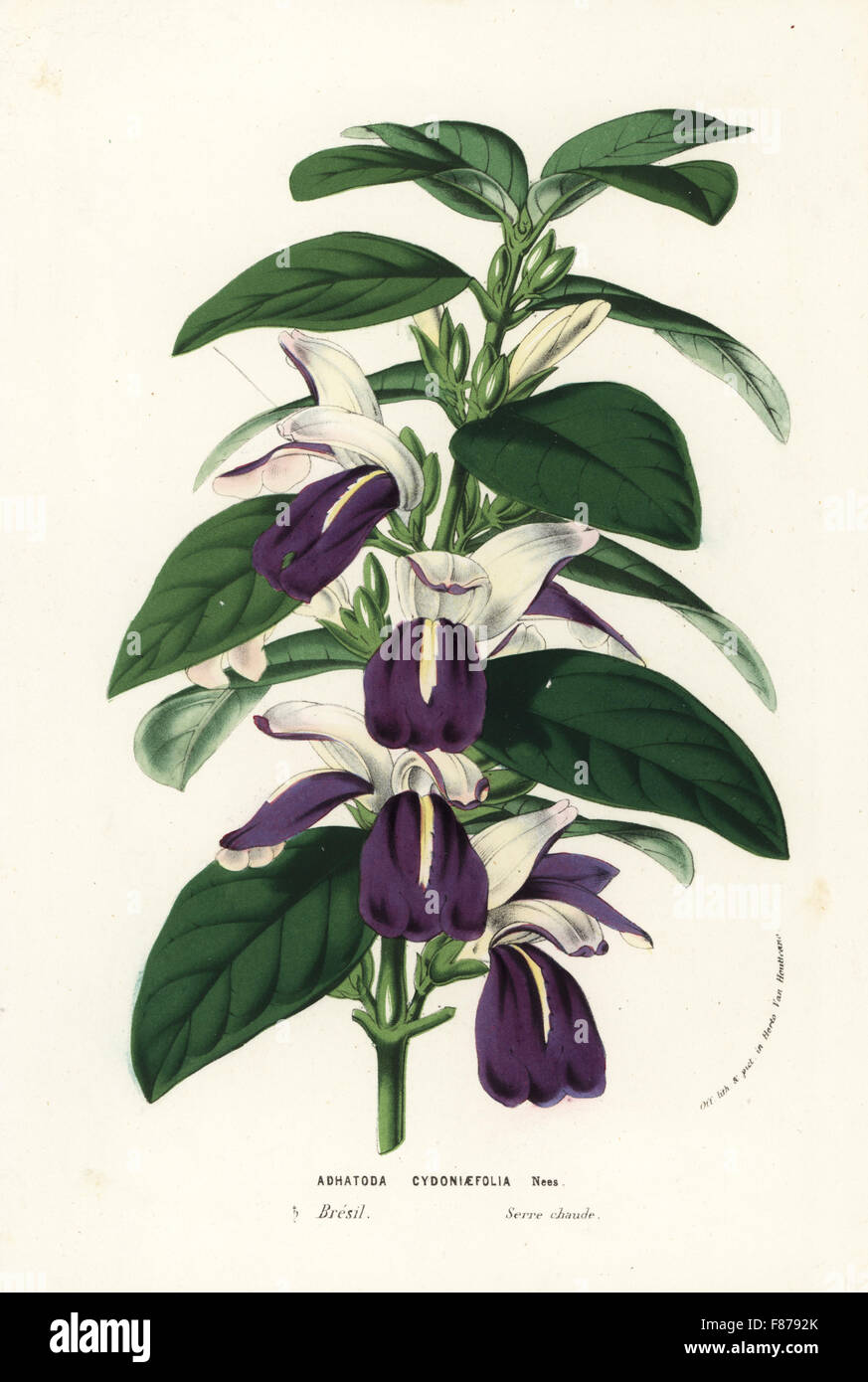 Justicia cydoniifolia (Adhatoda cydoniifolia). Handcoloured lithograph from Louis van Houtte and Charles Lemaire's Flowers of the Gardens and Hothouses of Europe, Flore des Serres et des Jardins de l'Europe, Ghent, Belgium, 1857. Stock Photo